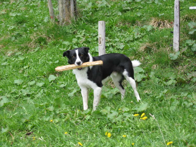 Charly wollte immer spielen